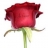 Roses fraiches imprimées Roses rouges personnalisables