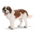 Saint Bernard Mâle