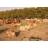 Session paintball 2 personnes pour junior (600 billes)
