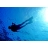 Stage de plongee photographie ou biologie marine Morbihan