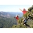 Stage d'initiation au Tree Climbing pour junior