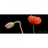 Tableau moderne Poppies