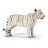Tigre blanc femelle