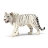 Tigre blanc mâle
