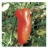 Tomate Andine Cornue AB