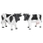 Vaches