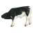 Veau Holstein tétant