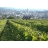 Votre vigne en domaine viticole