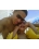 Familyby