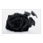 Black rose