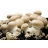 Boîte de culture champignons de Paris Brun