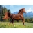 Castorland Puzzle 1000 pièces - Cheval dans le pré