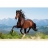 Castorland Puzzle 1500 pièces - Cheval au galop