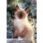 Castorland Puzzle 500 pièces - Chat Siamois