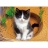 Castorland <a title='En savoir plus sur les puzzles' href='http://weezoom.tumblr.com/post/12566332776/puzzle-1000-pieces' style='text-decoration:none; color:#333' target='_blank'><strong>Puzzle</strong></a> 80 pièces - Petit chat dans chapeau