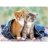 Castorland Puzzle 80 pièces - Petits chats surpris : on a fait une bêtise !