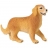 CHIEN GOLDEN RETRIEVER