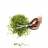 Ciseaux à plantes aromatiques 3 lames