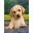 Clementoni Puzzle 1000 pièces - Chiot Labrador beige