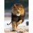 Clementoni Puzzle 1000 pièces - La course du Lion
