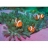 Clementoni Puzzle 1000 pièces - Némo poisson clown