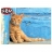 Clementoni Puzzle 500 pièces - Le petit chat roux