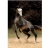 DToys Puzzle 1000 pièces - Chevaux : Cheval moucheté