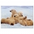 Educa Puzzle 500 pièces - Ours polaires