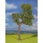 Faller Modélisme accessoires de décor H0 - Végétation - Arbres premium : 1 pin sylvestre