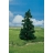 Faller Modélisme accessoires de décor H0 - Végétation - Arbres premium : 2 sapins