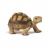 Figurine tortue