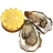 Huîtres fines de claires - Marennes Oléron - n° 4 - la bourriche de 100 huîtres