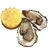 Huîtres fines de claires - Marennes Oléron - n° 5 - la bourriche de 100 huîtres