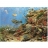 James Hamilton <a title='En savoir plus sur les puzzles' href='http://weezoom.tumblr.com/post/12566332776/puzzle-1000-pieces' style='text-decoration:none; color:#333' target='_blank'><strong>Puzzle</strong></a> 1000 pièces - Fonds de la mer méditerranée