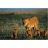 Jumbo Puzzle 150 pièces - Planète Terre - Familles d'animaux : Lionne et ses petits