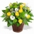 Les<a title='bouquet de fleurs pour la saint-valentin' href='http://www.familyby.com/boutiques/detailCategorie/4211' style='text-decoration:none; color:#333'><strong> fleurs</strong></a> anniversaire Composition Ensoleillée