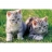 MB Jeux <a title='En savoir plus sur les puzzles' href='http://weezoom.tumblr.com/post/12566332776/puzzle-1000-pieces' style='text-decoration:none; color:#333' target='_blank'><strong>Puzzle</strong></a> 500 pièces - Cherchons les grenouilles
