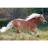 MB Jeux Puzzle 500 pièces - Cheval au galop