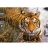 Nathan Puzzle 500 pièces - Tigre à l'affut