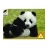 Piatnik <a title='En savoir plus sur les puzzles' href='http://weezoom.tumblr.com/post/12566332776/puzzle-1000-pieces' style='text-decoration:none; color:#333' target='_blank'><strong>Puzzle</strong></a> 100 pièces - Bébé panda