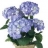 Plantes à<a title='bouquet de fleurs pour la saint-valentin' href='http://www.familyby.com/boutiques/detailCategorie/4211' style='text-decoration:none; color:#333'><strong> fleurs</strong></a> déco mariage Hortensia en<a title='bouquet de fleurs pour la saint-valentin' href='http://www.familyby.com/boutiques/detailCategorie/4211' style='text-decoration:none; color:#333'><strong> fleurs</strong></a>