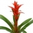 Plantes à<a title='bouquet de fleurs pour la saint-valentin' href='http://www.familyby.com/boutiques/detailCategorie/4211' style='text-decoration:none; color:#333'><strong> fleurs</strong></a> Guzmania