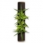 Plantes vertes et déco Spirale en<a title='bouquet de fleurs pour la saint-valentin' href='http://www.familyby.com/boutiques/detailCategorie/4211' style='text-decoration:none; color:#333'><strong> fleurs</strong></a>