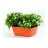 Pot rectangulaire de jardin ORANGE