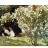 Puzzle Michèle Wilson Puzzle d'art en bois 350 pièces Michèle Wilson - Kroyer : Dans la Roseraie