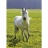 Ravensburger <a title='En savoir plus sur les puzzles' href='http://weezoom.tumblr.com/post/12566332776/puzzle-1000-pieces' style='text-decoration:none; color:#333' target='_blank'><strong>Puzzle</strong></a> 300 pièces - Cheval : Vie sauvage