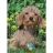Ravensburger <a title='En savoir plus sur les puzzles' href='http://weezoom.tumblr.com/post/12566332776/puzzle-1000-pieces' style='text-decoration:none; color:#333' target='_blank'><strong>Puzzle</strong></a> 500 pièces - Petit chiot joueur