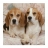 Ravensburger <a title='En savoir plus sur les puzzles' href='http://weezoom.tumblr.com/post/12566332776/puzzle-1000-pieces' style='text-decoration:none; color:#333' target='_blank'><strong>Puzzle</strong></a> 500 pièces carré - Deux Beagle