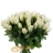 Roses Elégance : 50 cm Bouquet de roses Akito