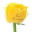 Roses fraiches imprimées Roses jaunes personnalisables